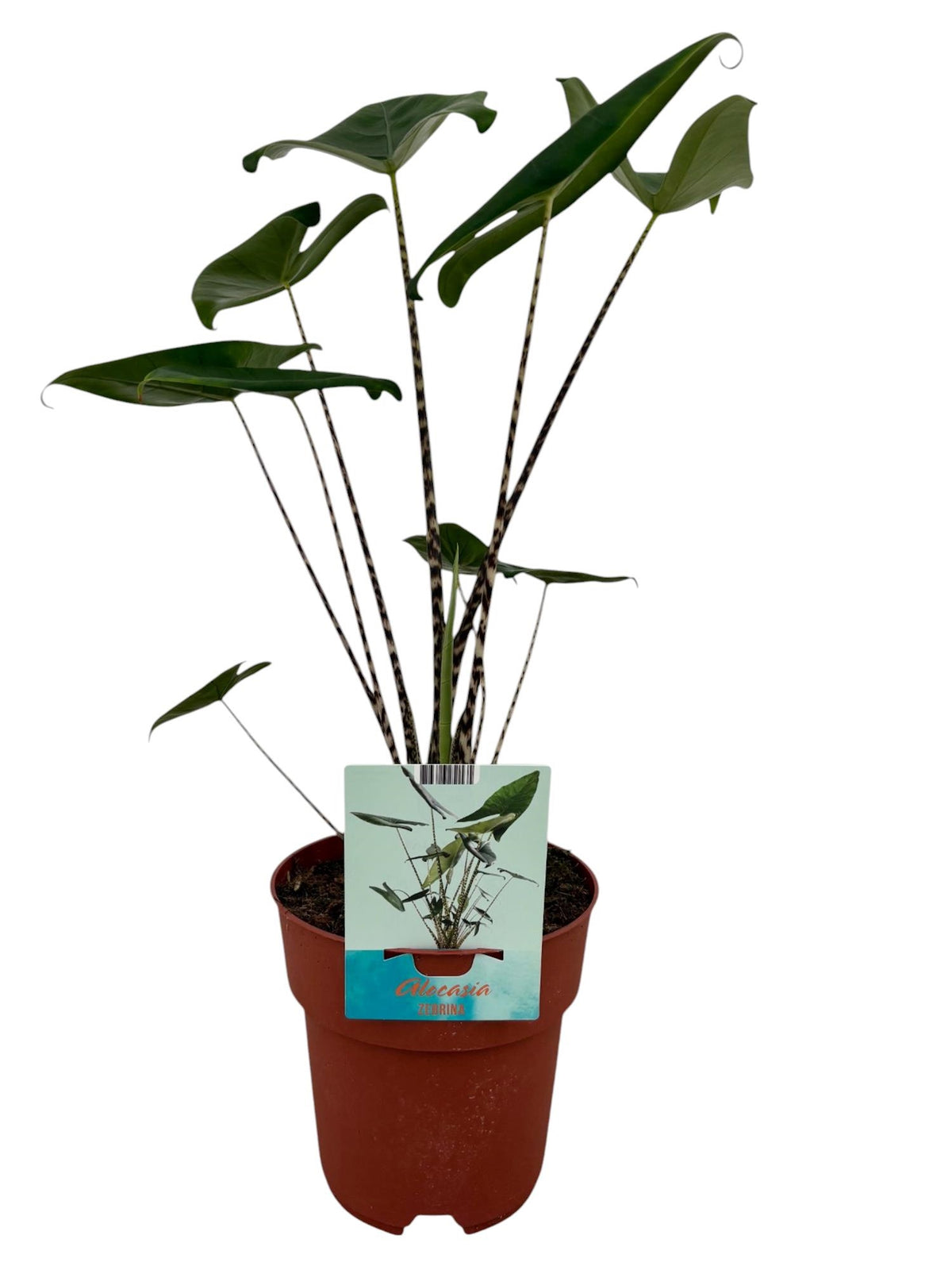 Alocasia Zebrina