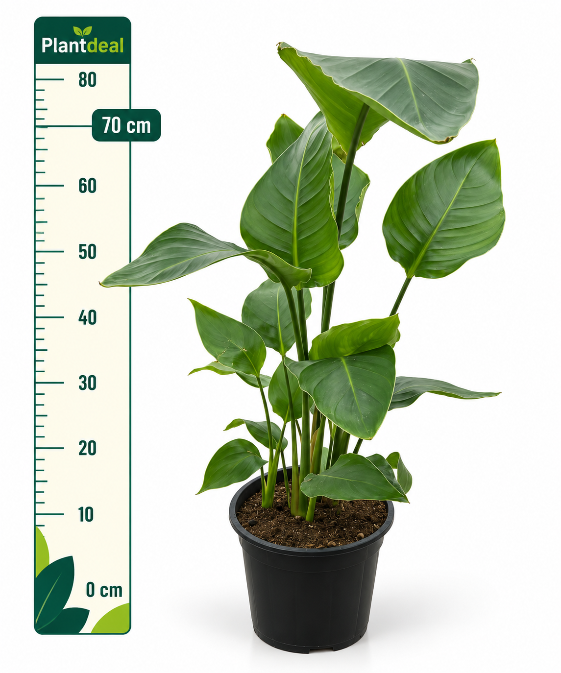 Strelitzia Nicolai 70cm