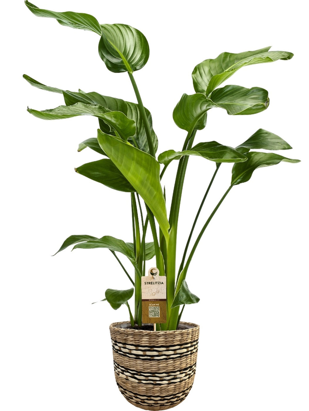 Strelitzia Nicolai + Nairobi mand | 80 cm
