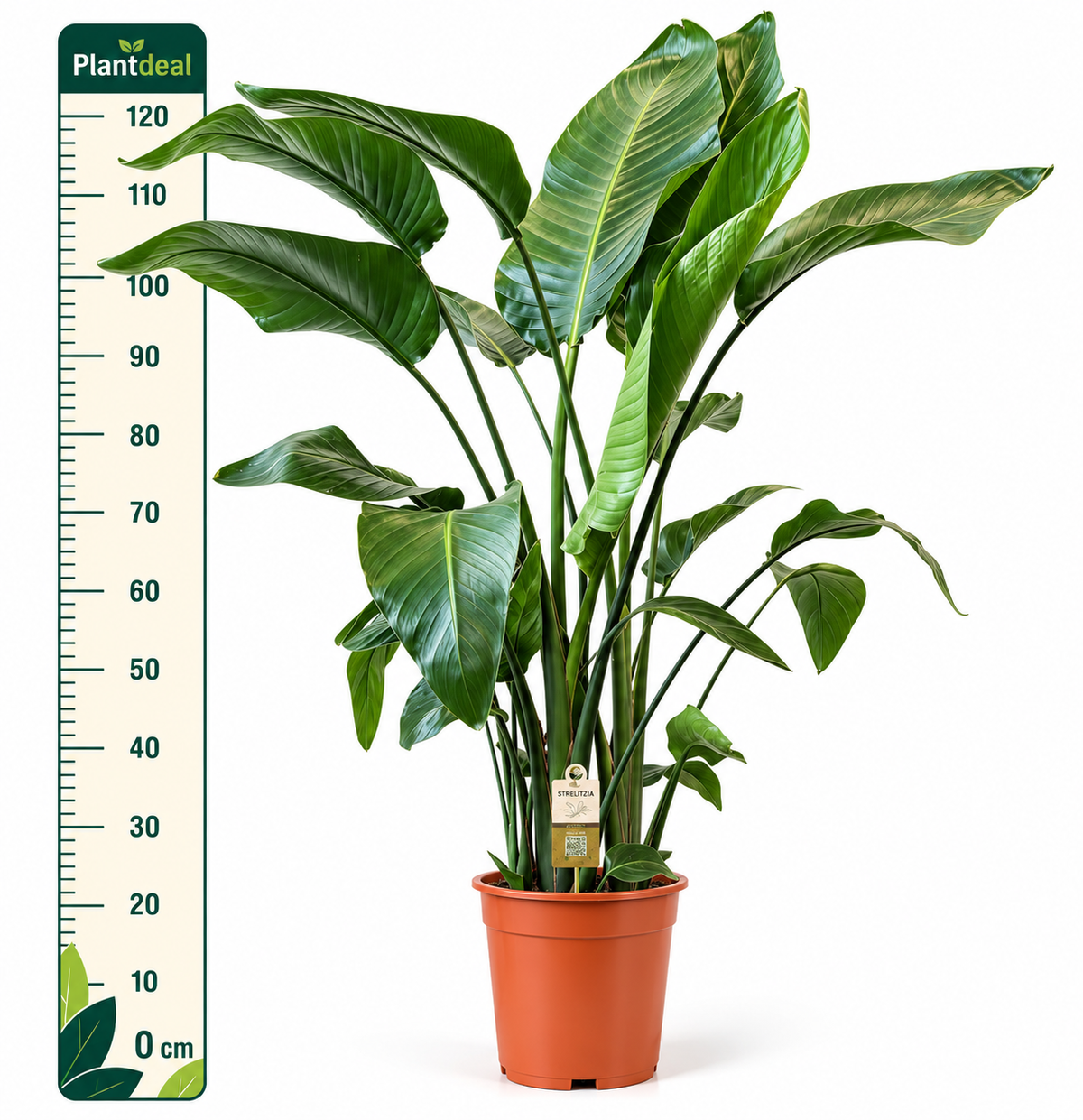 Strelitzia Nicolai