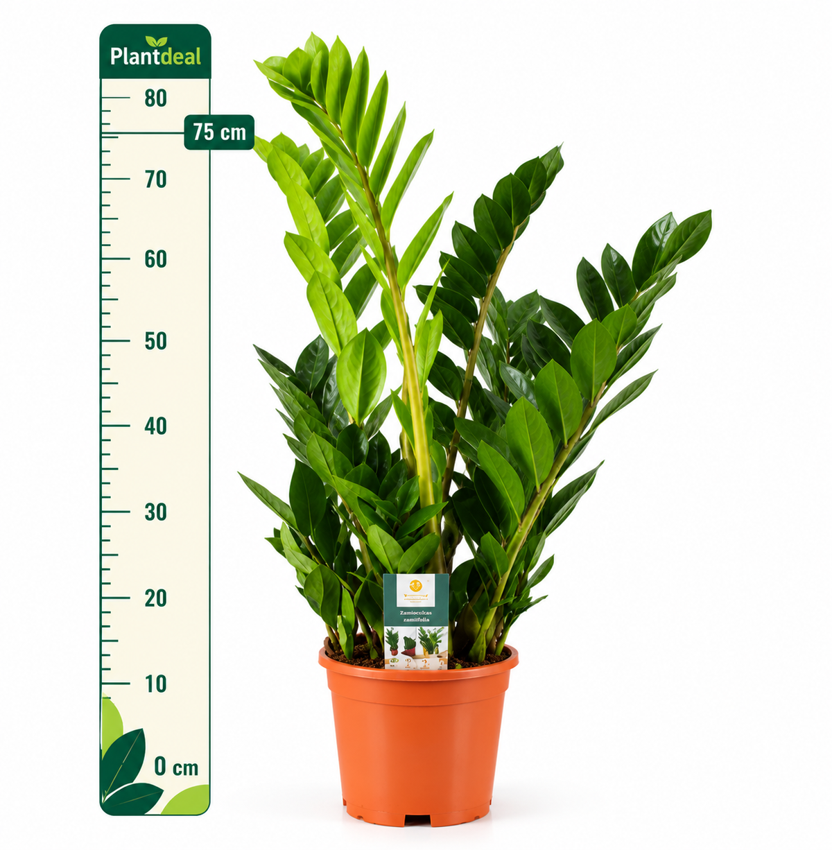 Zamioculcas Zamiifolia – Ø17 cm | ±60–70 cm