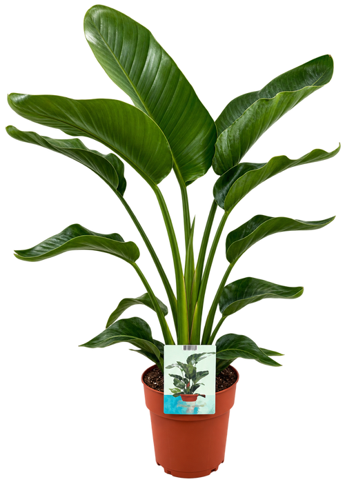 Strelitzia Nicolai – 90-100 cm