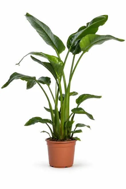 Strelitzia Nicolai – P24 – ±130 cm