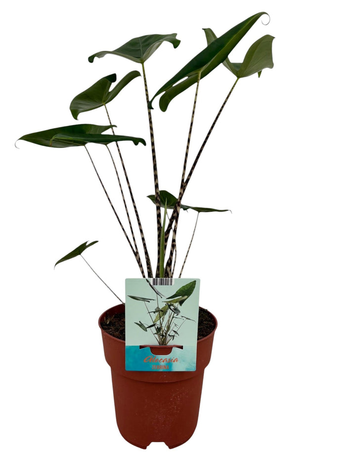 Alocasia Zebrina