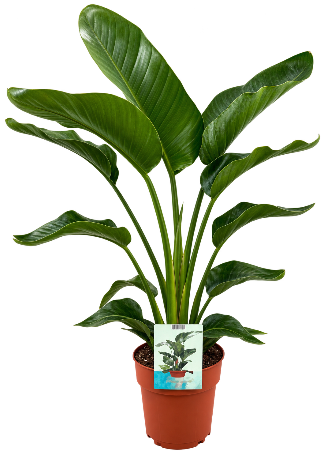 Strelitzia Nicolai – 90-100 cm